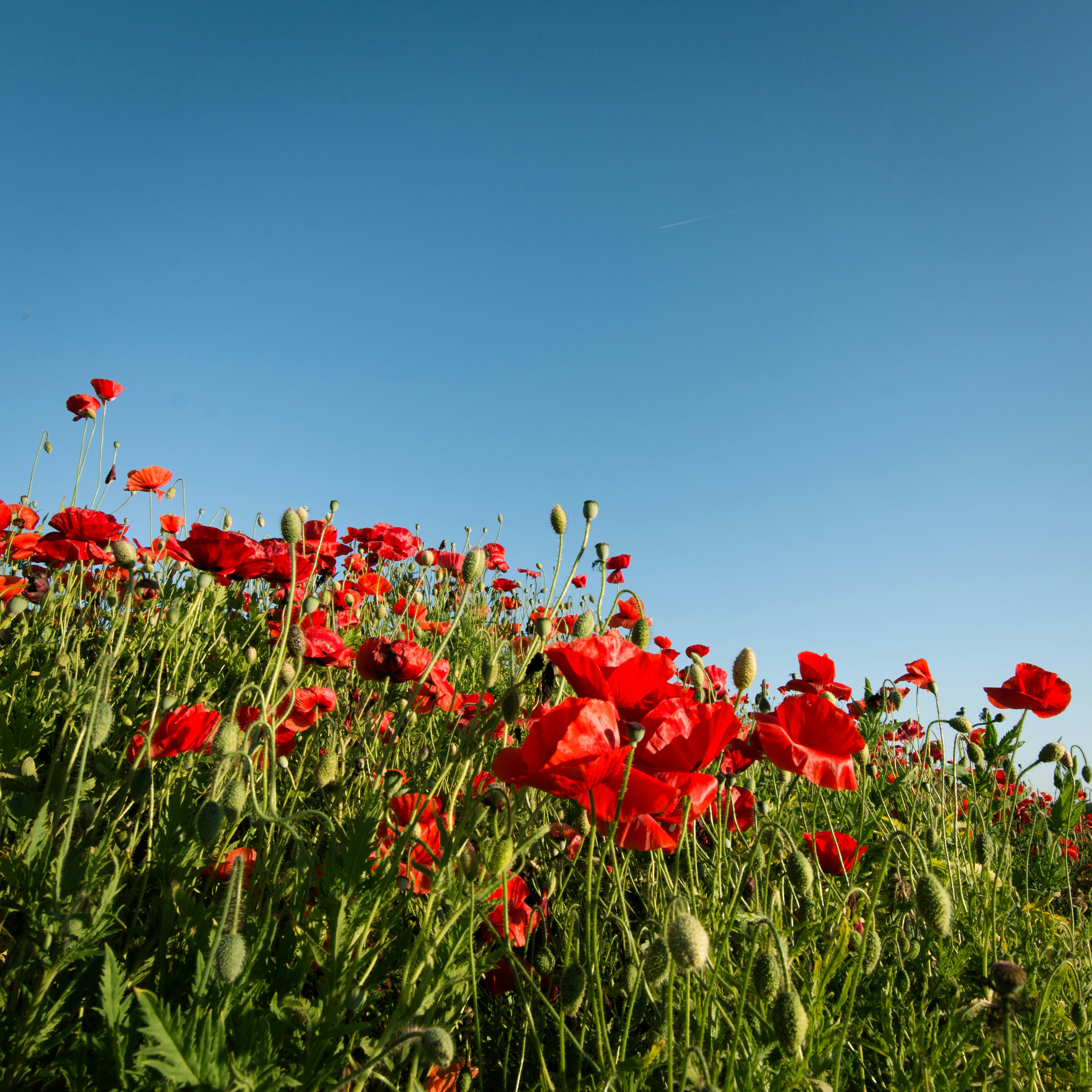 bed of red poppy flower